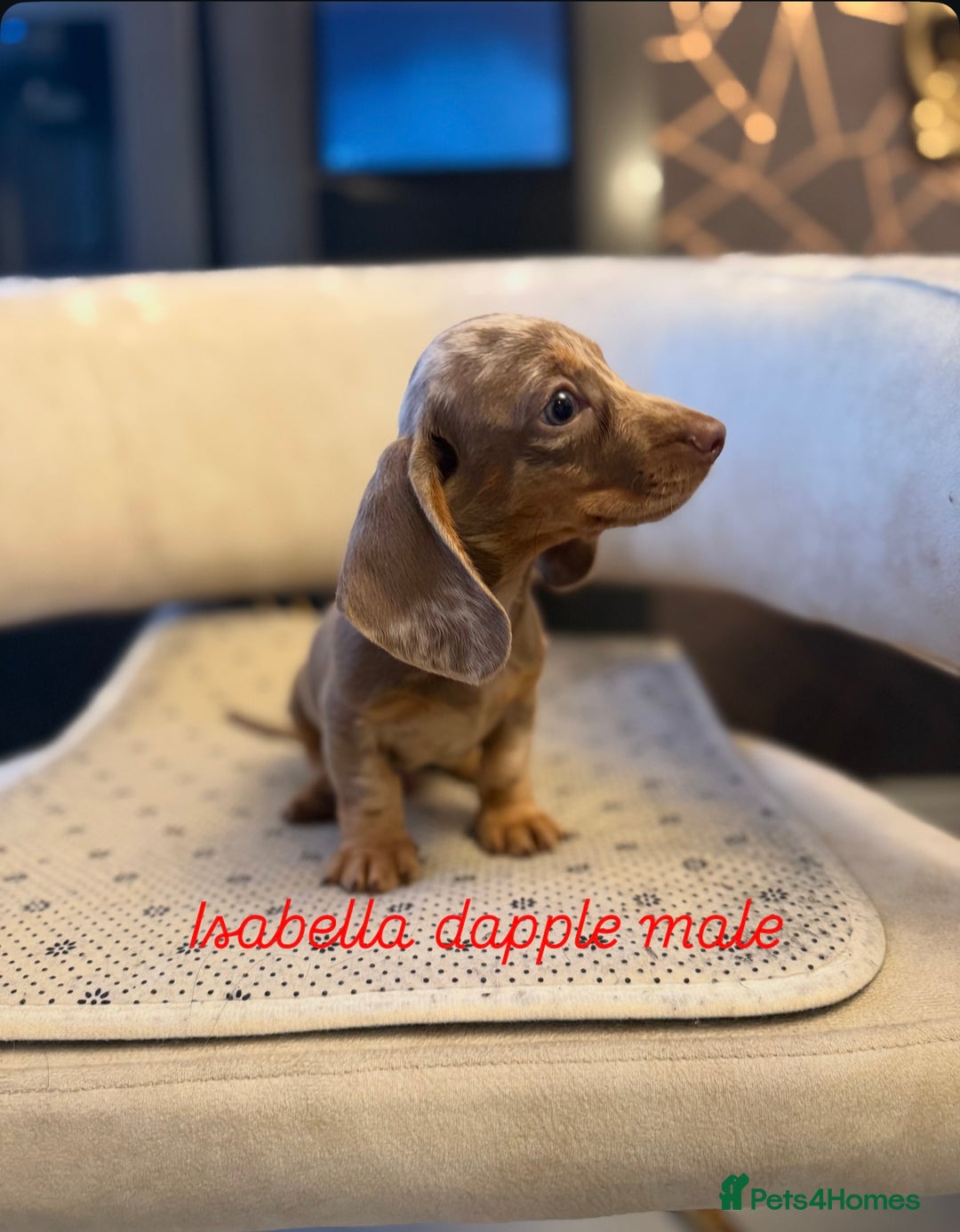 Miniature Dachshund dogs for sale: Miniature Dachshund  - Image 3