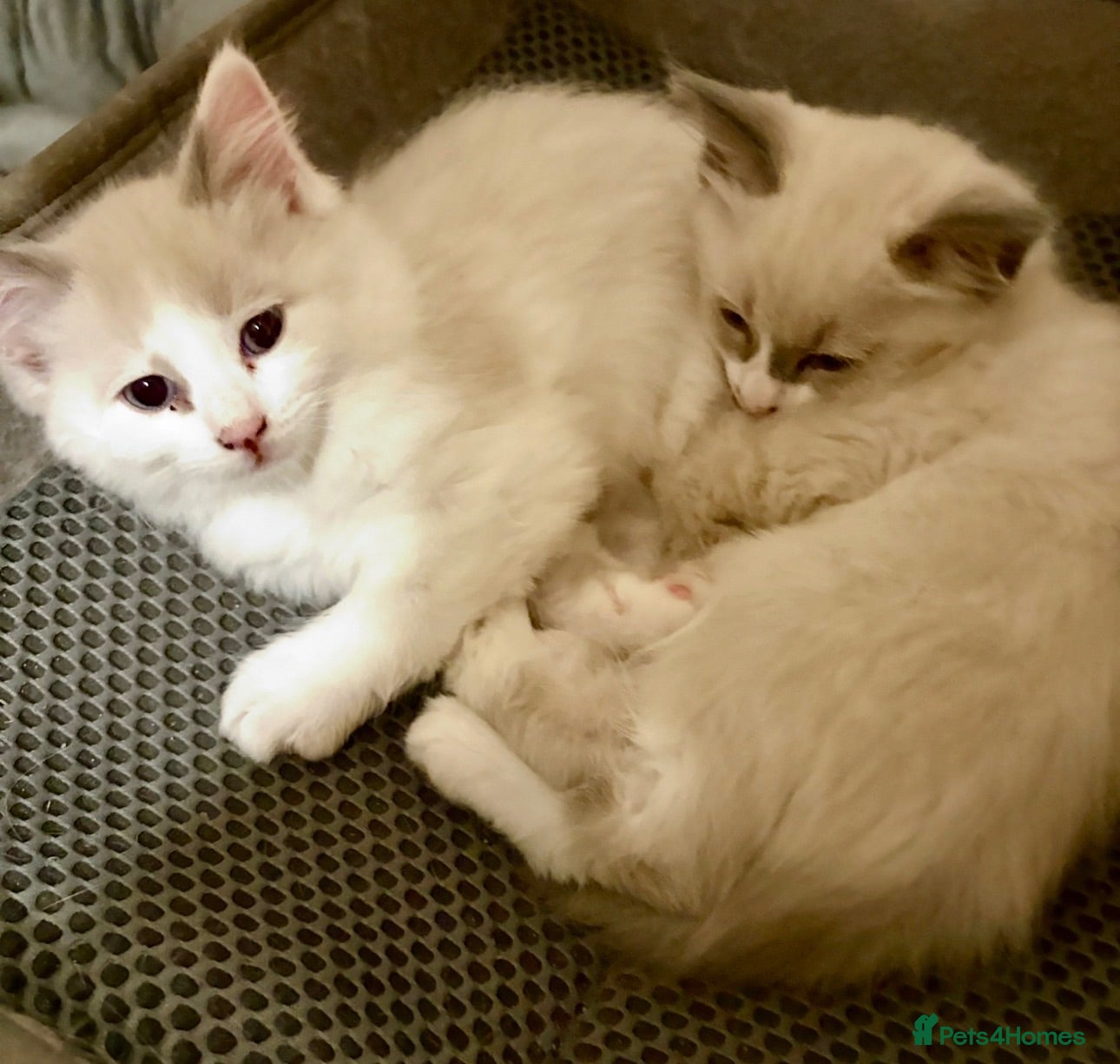 Ragdoll cats Beautiful Ragdolls-Vaccinated-2 boys-3 girls.  - Advert 2