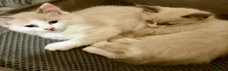 Ragdoll cats for sale: Beautiful Ragdolls-Vaccinated-2 boys-3 girls.  - Advert 2