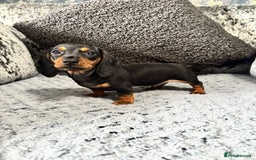 Miniature Dachshund dogs for sale: Miniature Dachshund Boys Ready Now  - Image 3