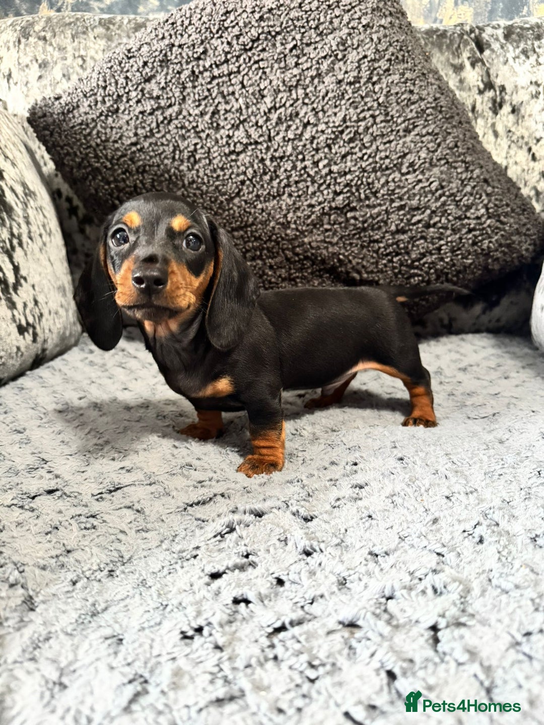 Miniature Dachshund dogs for sale: Miniature Dachshund Boys Ready Now  - Image 3