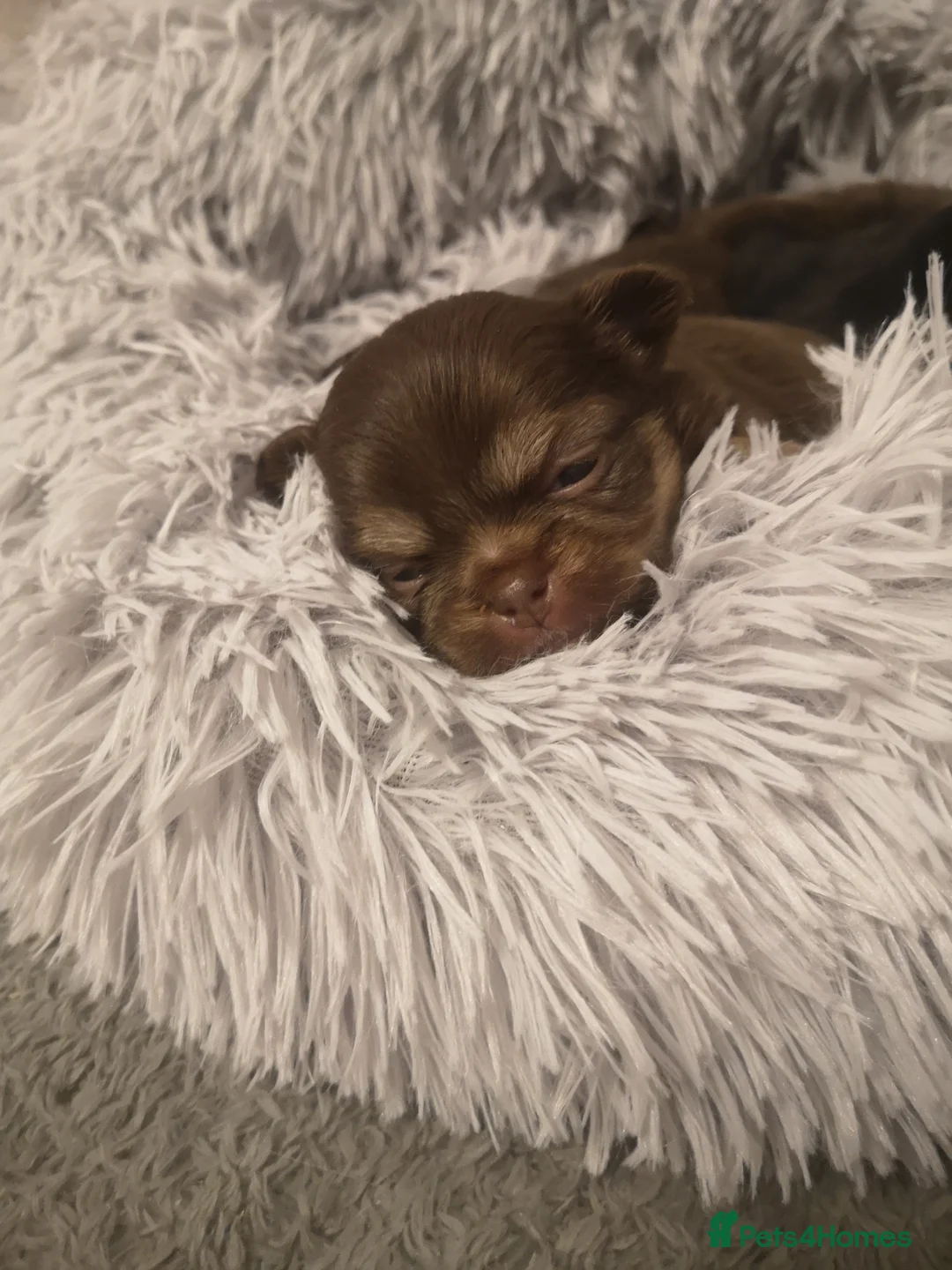 Chihuahua dogs for sale: Long haired chihuahua puppies - Advert 5