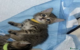 Mixed Breed cats for sale: Tabby kittens - Image 1