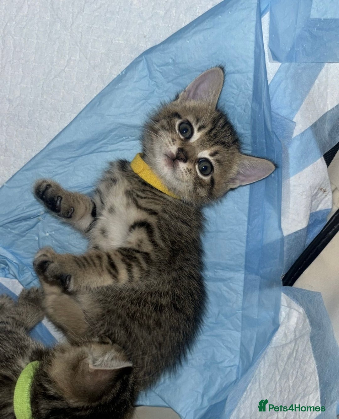 Mixed Breed cats for sale: Tabby kittens - Image 1