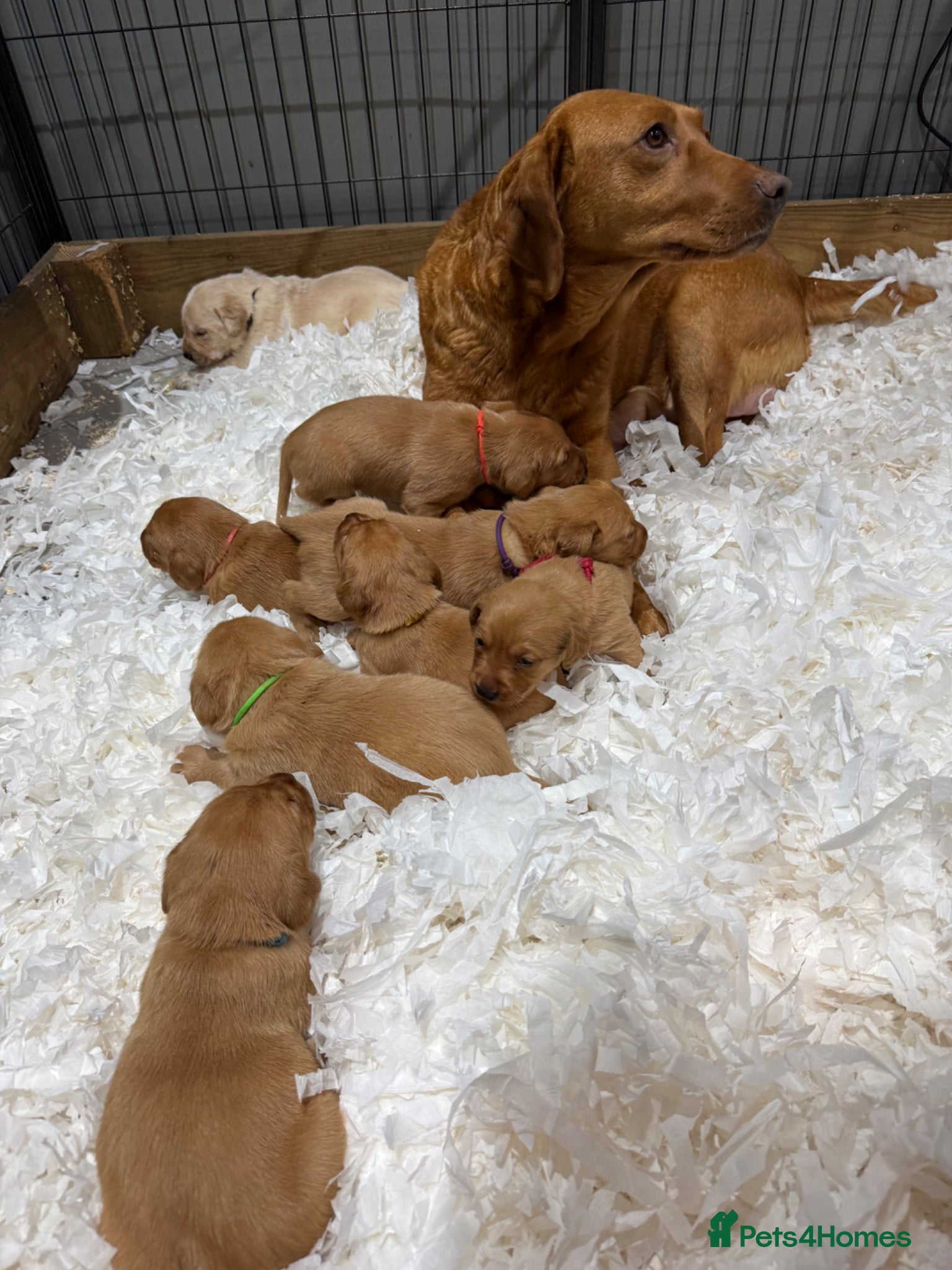 Labrador Retriever dogs Health Tested Labrador Puppies For Sale  - Advert 2