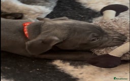 Staffordshire Bull Terrier dogs for sale: KC Staffordshire bull terrier LAST BOY REDUCED  - Image 18