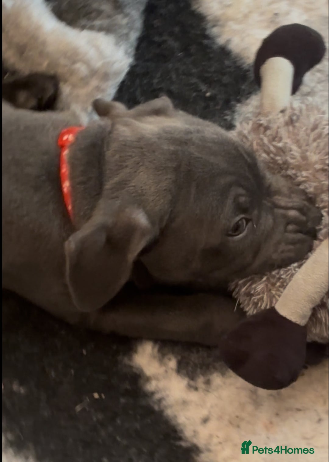 Staffordshire Bull Terrier dogs for sale: KC Staffordshire bull terrier LAST BOY REDUCED  - Image 18