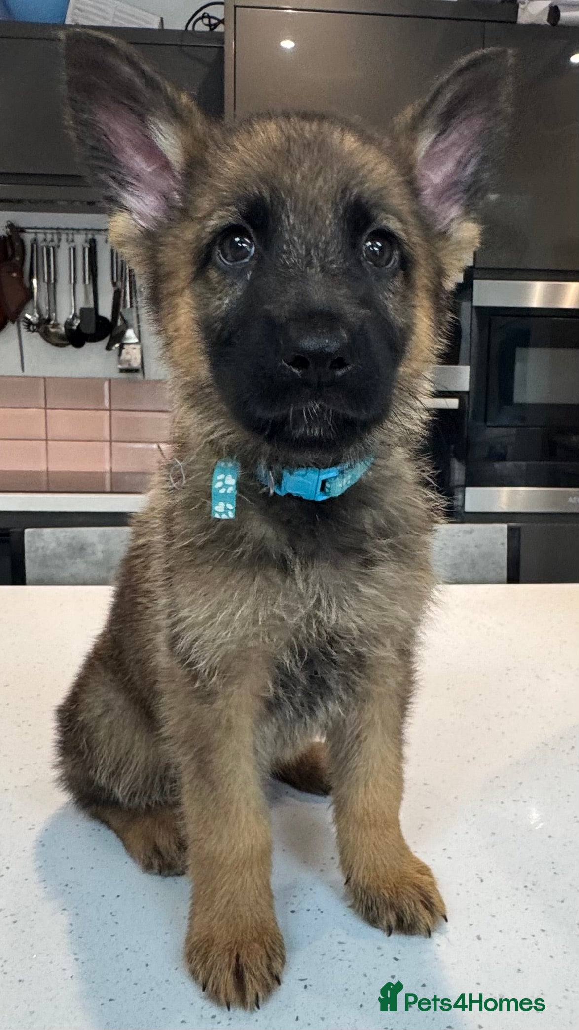German Shepherd dogs 10 beautiful German shepherd puppies - Advert 2