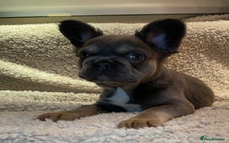 French Bulldog dogs for sale: Beautiful Fluffy Frenchie Pups - Advert 35