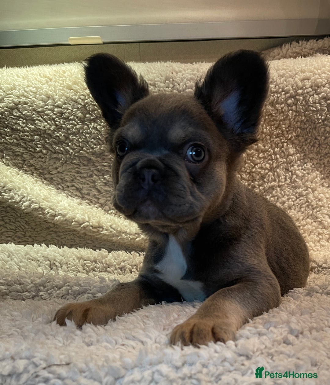 French Bulldog dogs for sale: Beautiful Fluffy Frenchie Pups - Advert 35