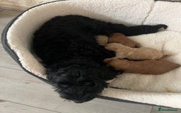 Cockapoo dogs for sale: Cockapoo puppy  - Image 8