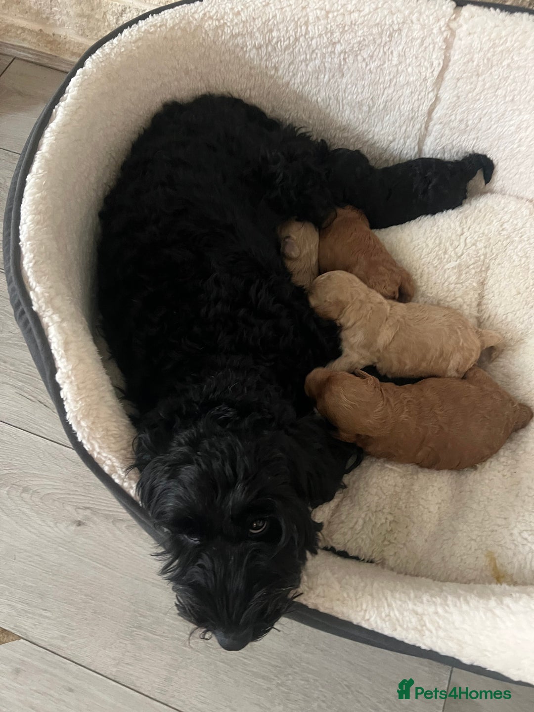 Cockapoo dogs for sale: Cockapoo puppy  - Image 8