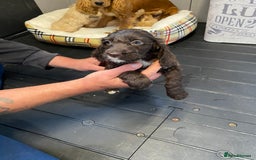 Cockapoo dogs for sale: AMAZING STUNNING F1 SHOW TYPE COCKAPOO  - Image 25