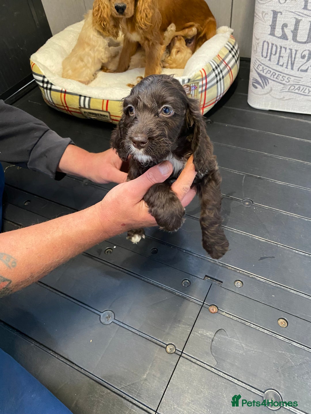 Cockapoo dogs for sale: AMAZING STUNNING F1 SHOW TYPE COCKAPOO  - Image 25