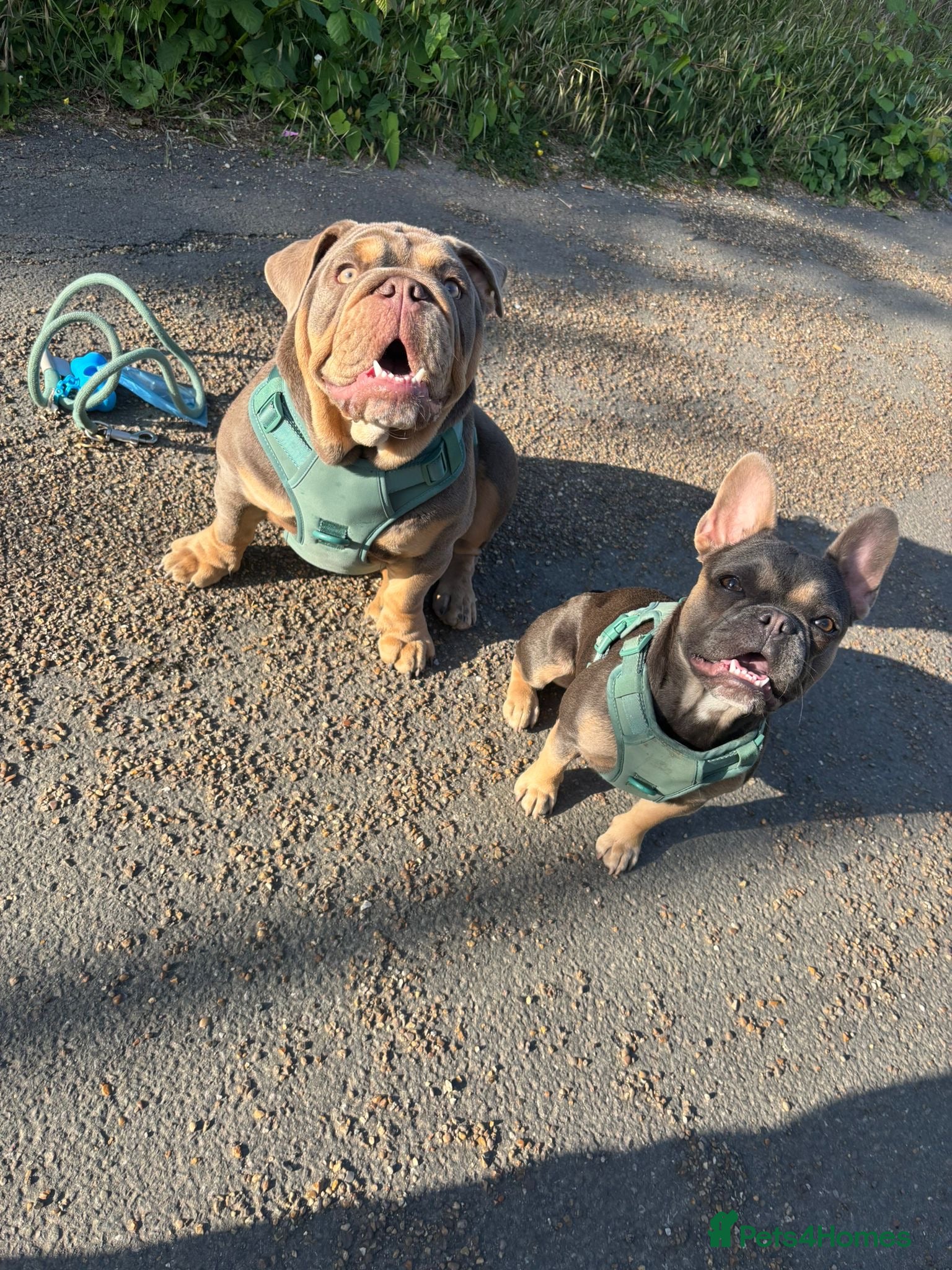 Mixed Breed dogs French X English bulldog puppies - Advert 2