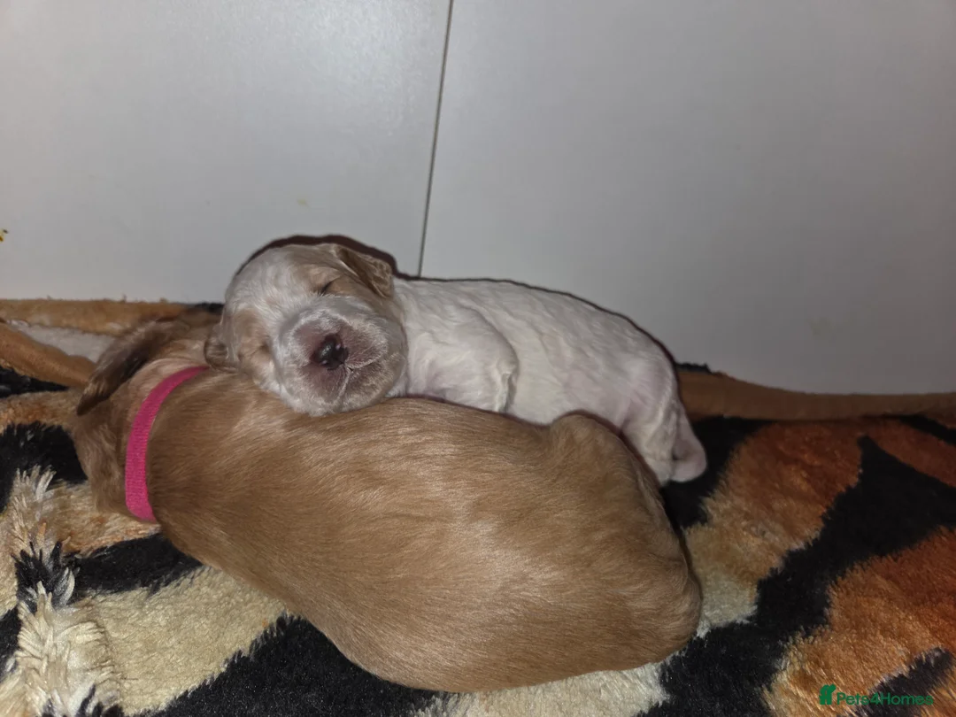 Cockapoo dogs for sale: F2 Cockapoo Puppies - Advert 14