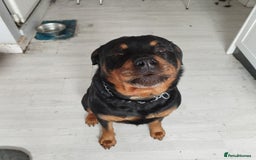 Rottweiler dogs for sale: Big Chunky litter of 7 Rottweilers  - Image 15