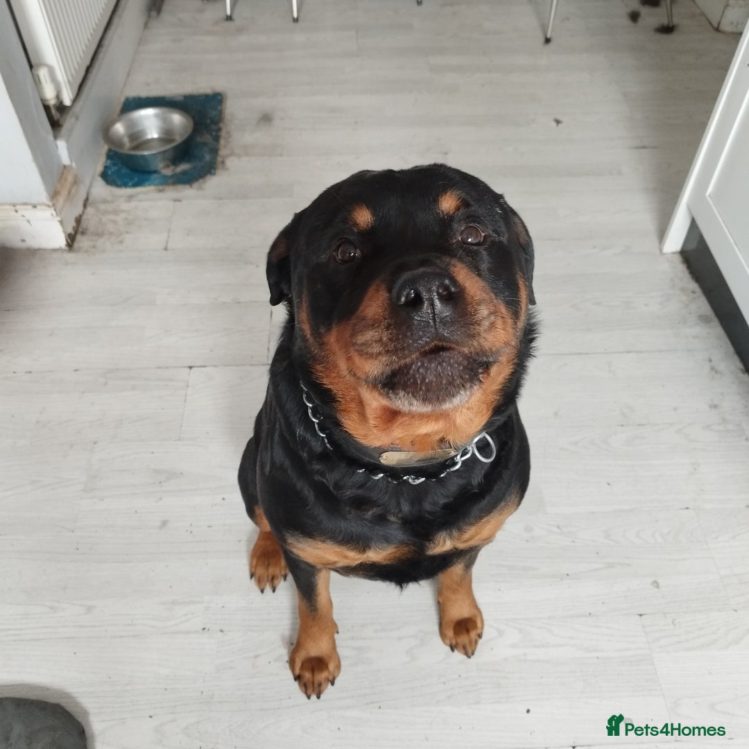Rottweiler dogs for sale: Big Chunky litter of 7 Rottweilers  - Image 15