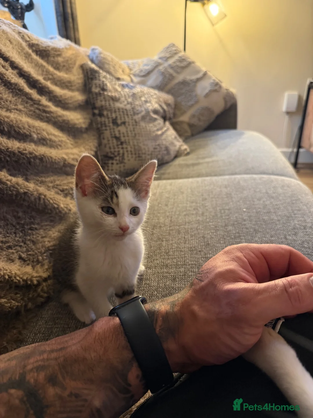 Domestic Shorthair cats for sale: 1/4 Maine Coon and 3/4 Domestic Shorthair - Advert 3