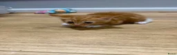 Mixed Breed cats for sale: Kittens  - Advert 8