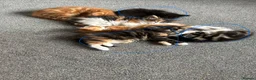 Mixed Breed cats for sale: Three beautiful kittens looking for forever home  in Slough - Advert 2