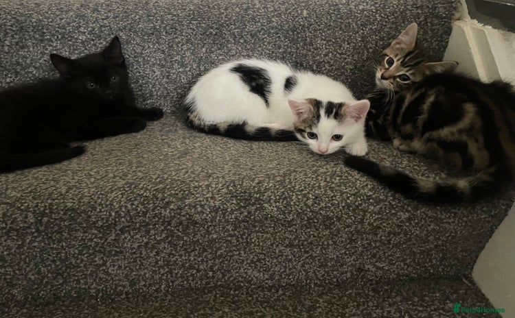 Mixed Breed cats - Advert 8