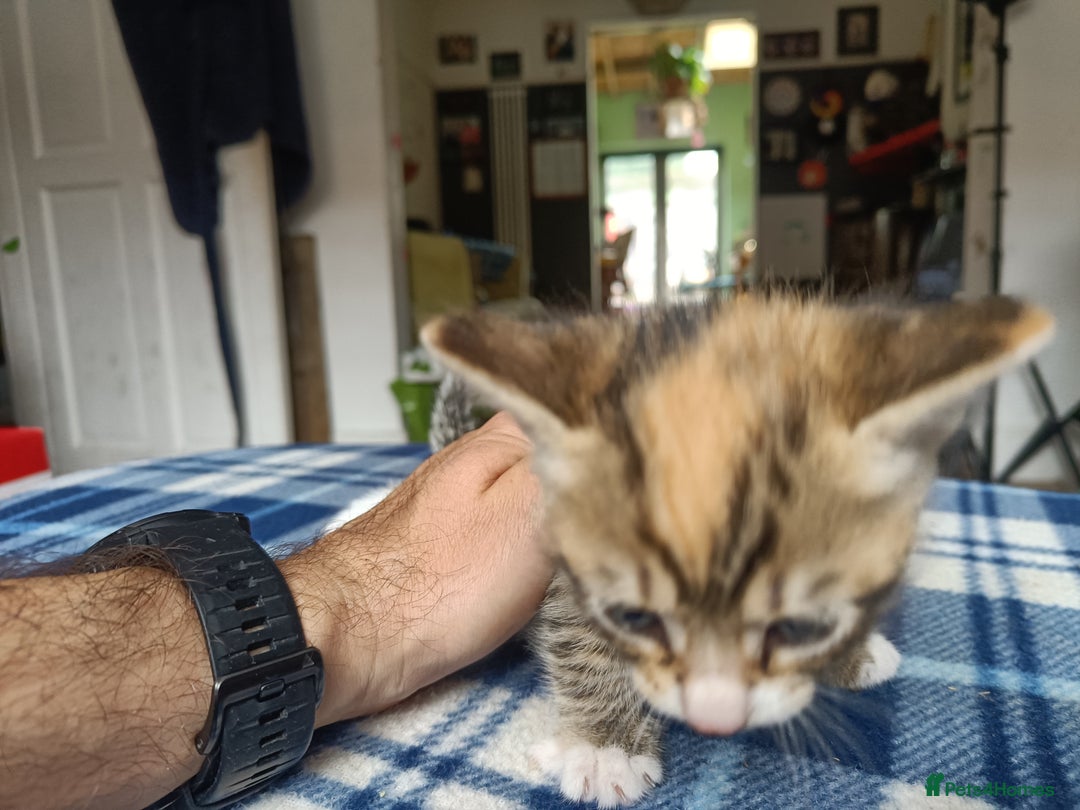 Mixed Breed cats for sale: Calico Mum, Tabby Dad kittens for sale - Image 4