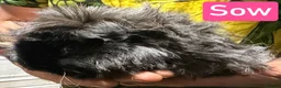 Guinea Pig rodents for sale: Breeding herd of Lunkarya - Advert 2