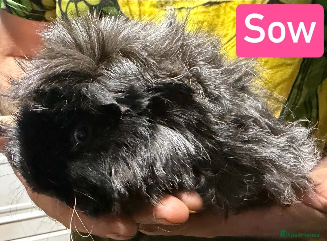 Guinea Pig rodents for sale: Breeding herd of Lunkarya - Advert 2