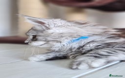 Maine Coon cats for sale: PEDIGREE MAINE COON KITTENS 5 BOYS - Image 35