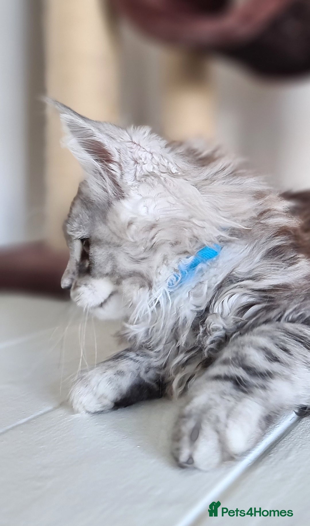 Maine Coon cats for sale: PEDIGREE MAINE COON KITTENS 5 BOYS - Image 35