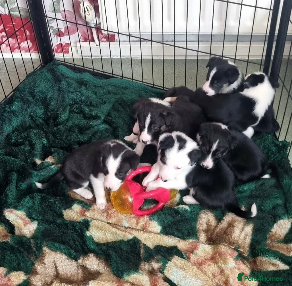Border Collie dogs Litter of 6 beautiful male border collie puppies. - Advert 6