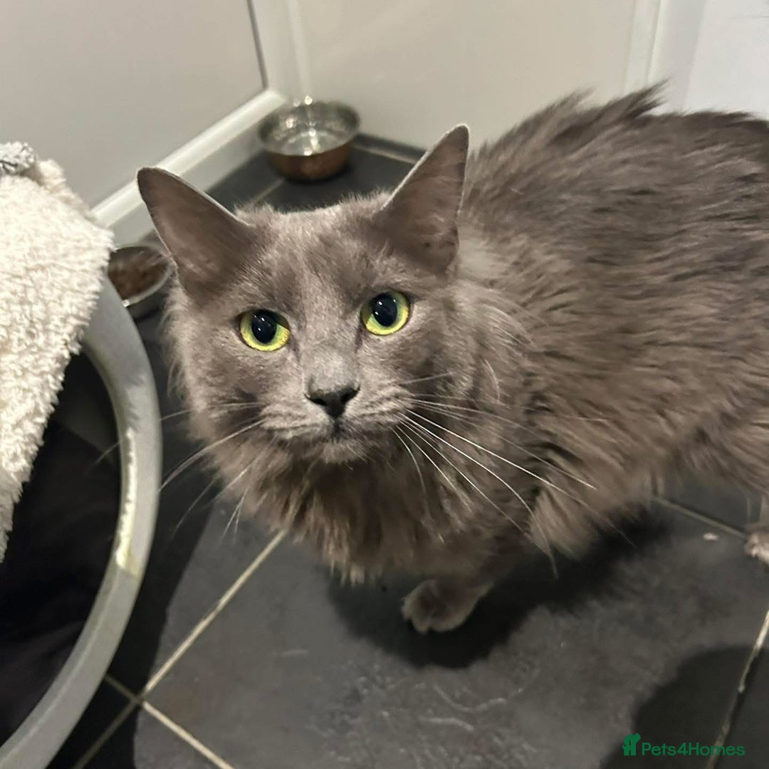 Siamese cats for sale: INDOOR Siamese cats for rehoming  - Advert 8