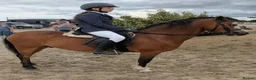Welsh Section A horses for sale: Sad sale of a great pony  - Advert 6