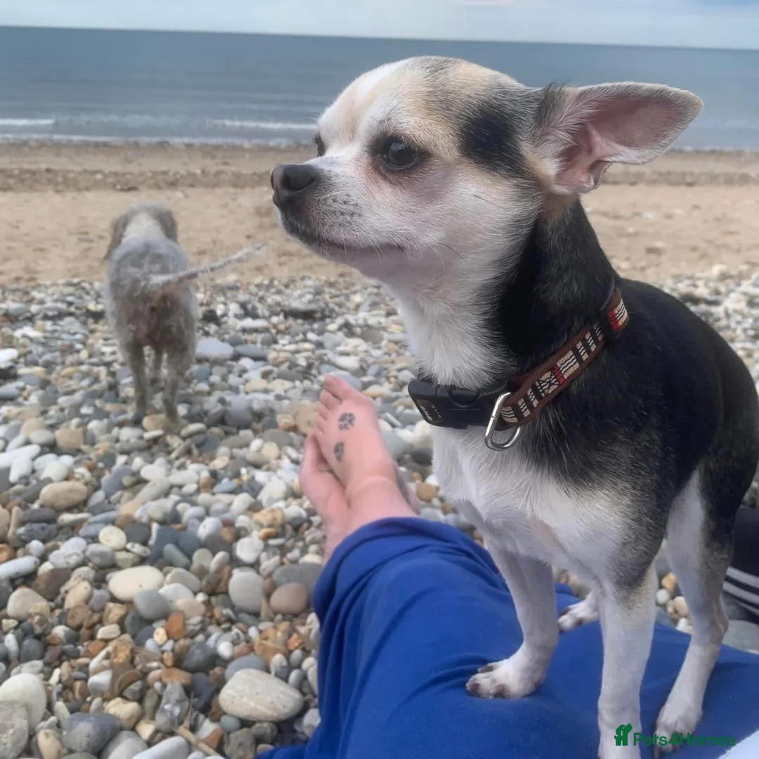Jack Chi dogs for sale: 1/4 Jack Russell 3/4 chihuahua  - Advert 18