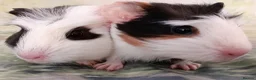 Guinea Pig rodents for sale: Muffin & Friends 🧁 – 6 Baby Guinea Pigs ❤️ - Advert 2