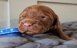 Cockapoo dogs for sale: Stunning F1 Show Toy Red Cockapoo puppies DNA ✔️ - Advert 8