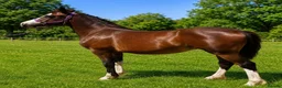 Welsh Section C horses for sale: Welsh section c filly  - Advert 7