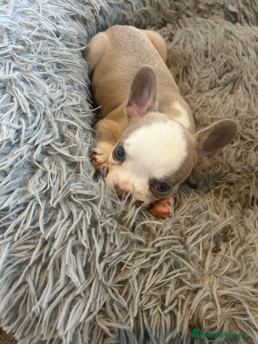 French Bulldog dogs for sale: French Bulldogs Fluffy - Advert 10