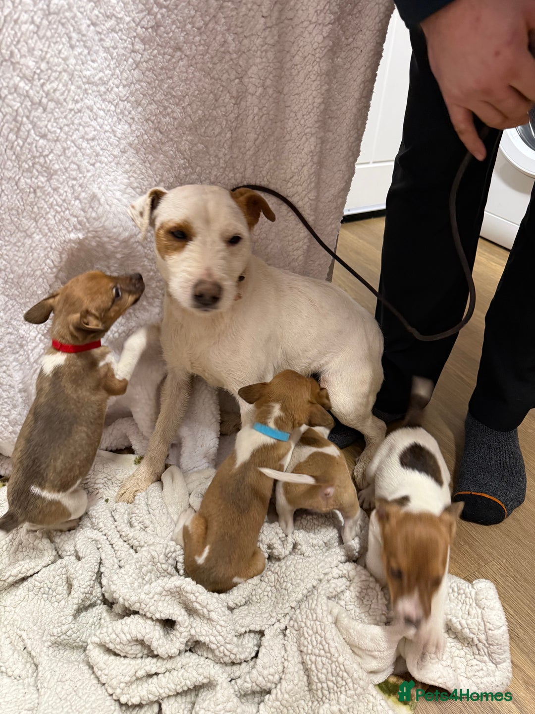 Jack Russell dogs for sale: 4 jack Russell puppies  - Advert 1