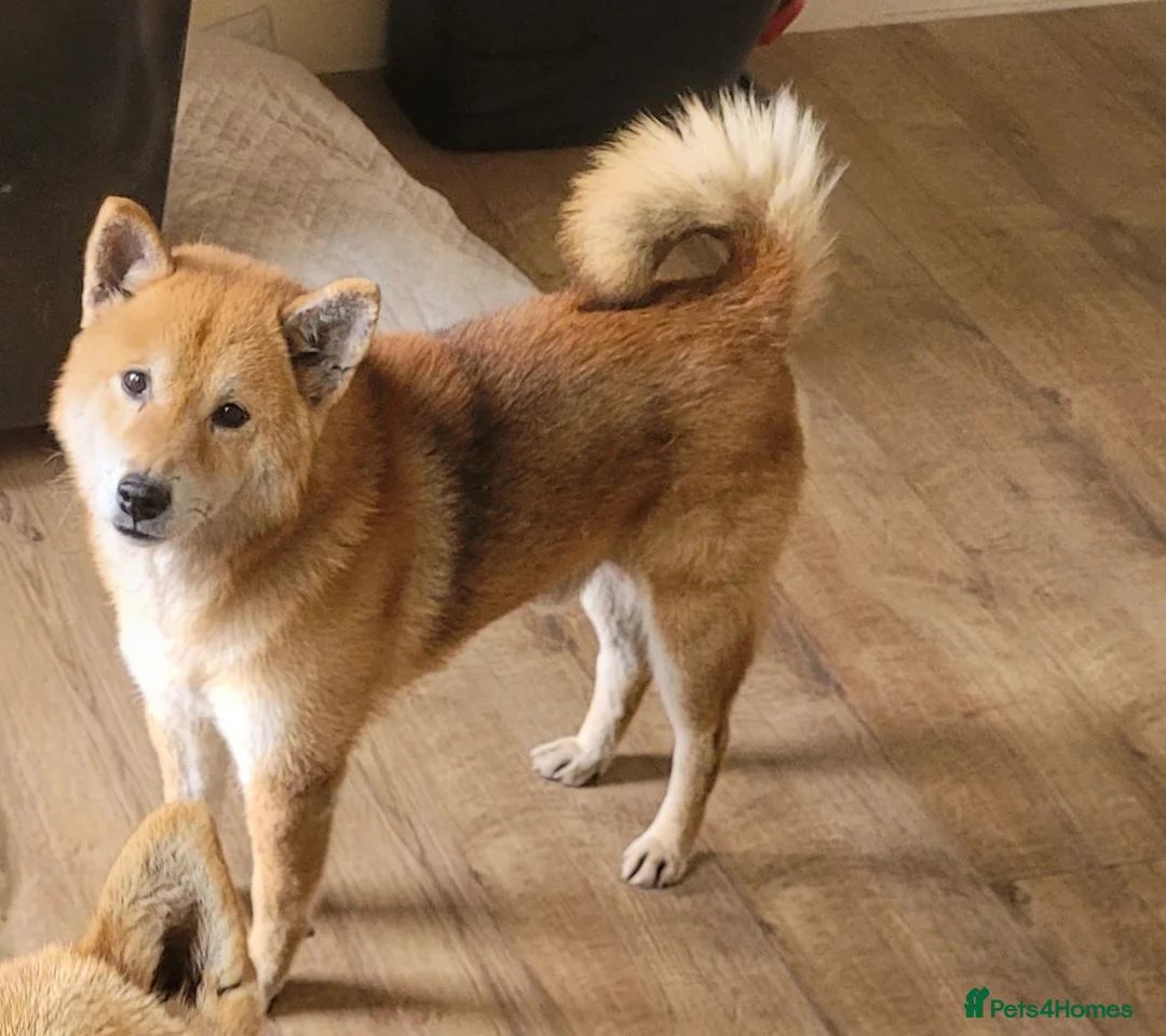Japanese Shiba Inu dogs for sale: MALE PROVEN STUD DOG - Advert 1