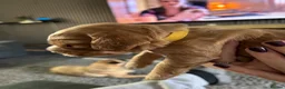 Sprocker dogs for sale: Sprocker Spaniel Puppies For Sale - Advert 22