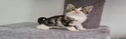 Mixed Breed cats for sale: Kittens  - Advert 3