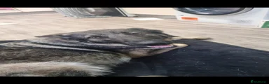 German Shepherd 1
