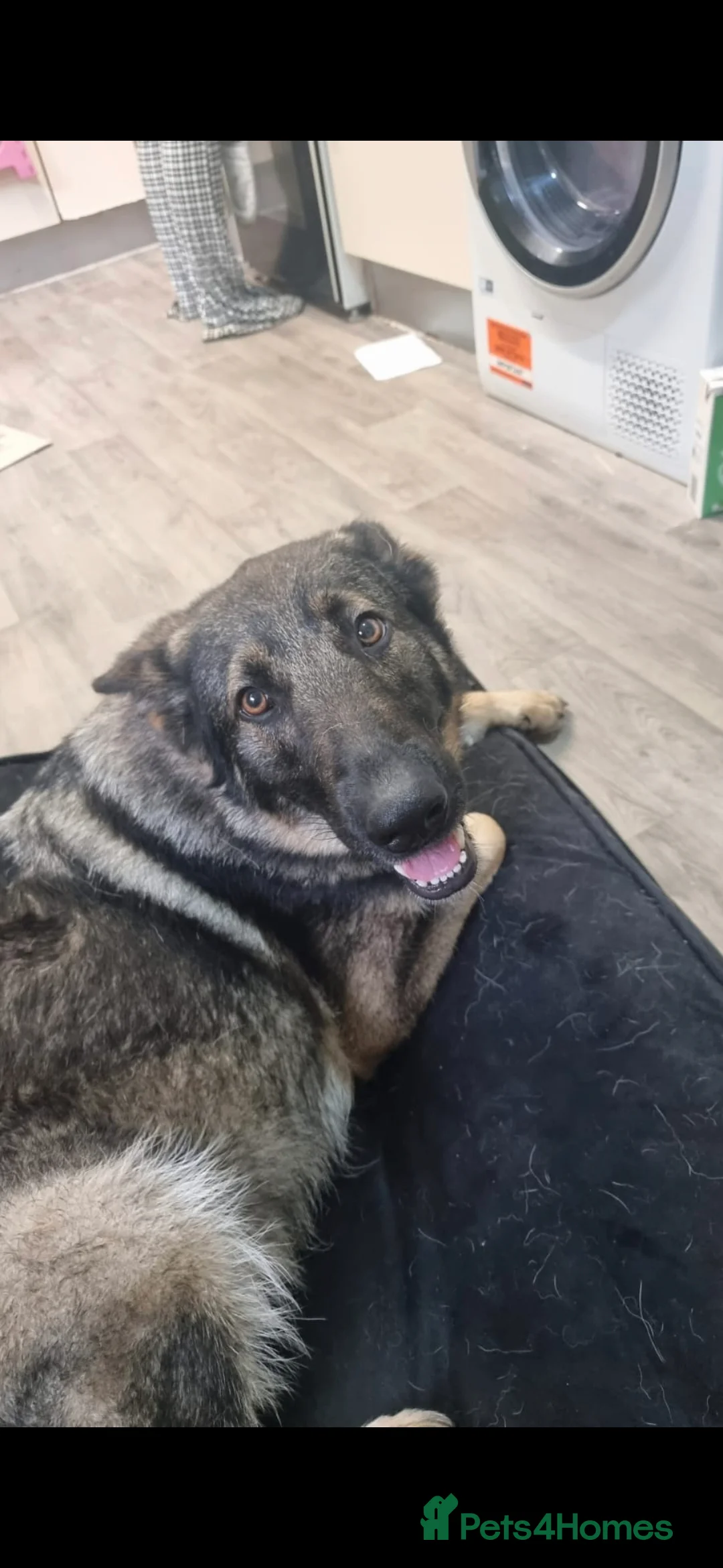 German Shepherd dogs for sale: 4 year old female german shepherd missy - Advert 1