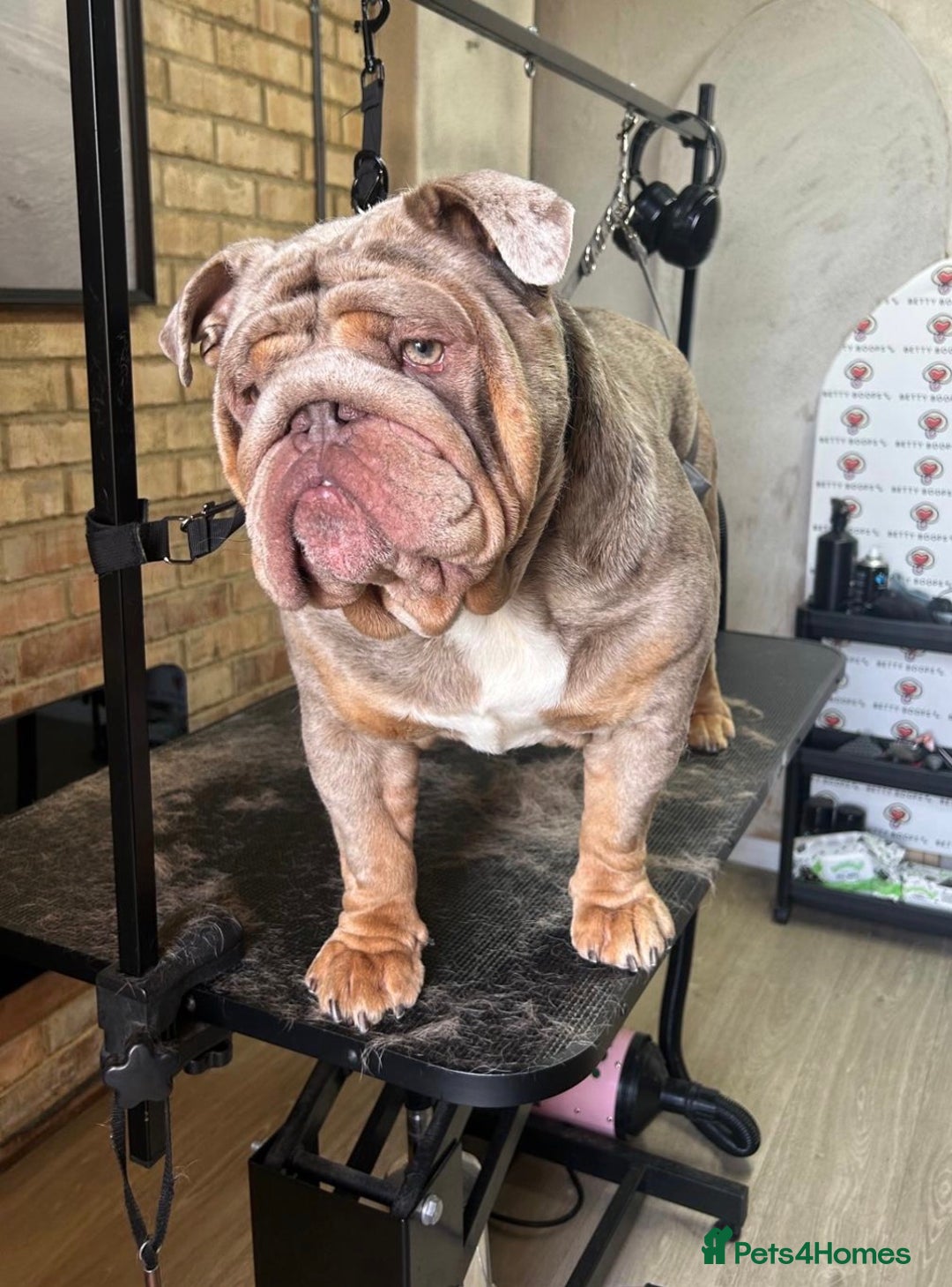 English Bulldog dogs for sale: Male English bulldog  - Advert 1