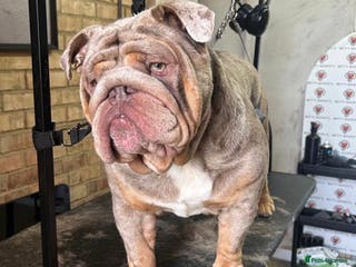 English Bulldog dogs Male English bulldog - Advert 1