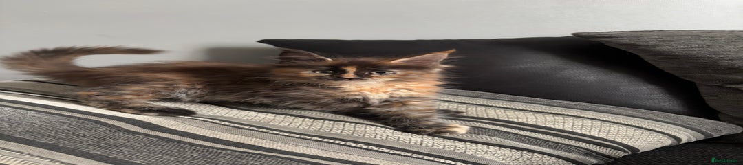 Maine Coon Kitten 4