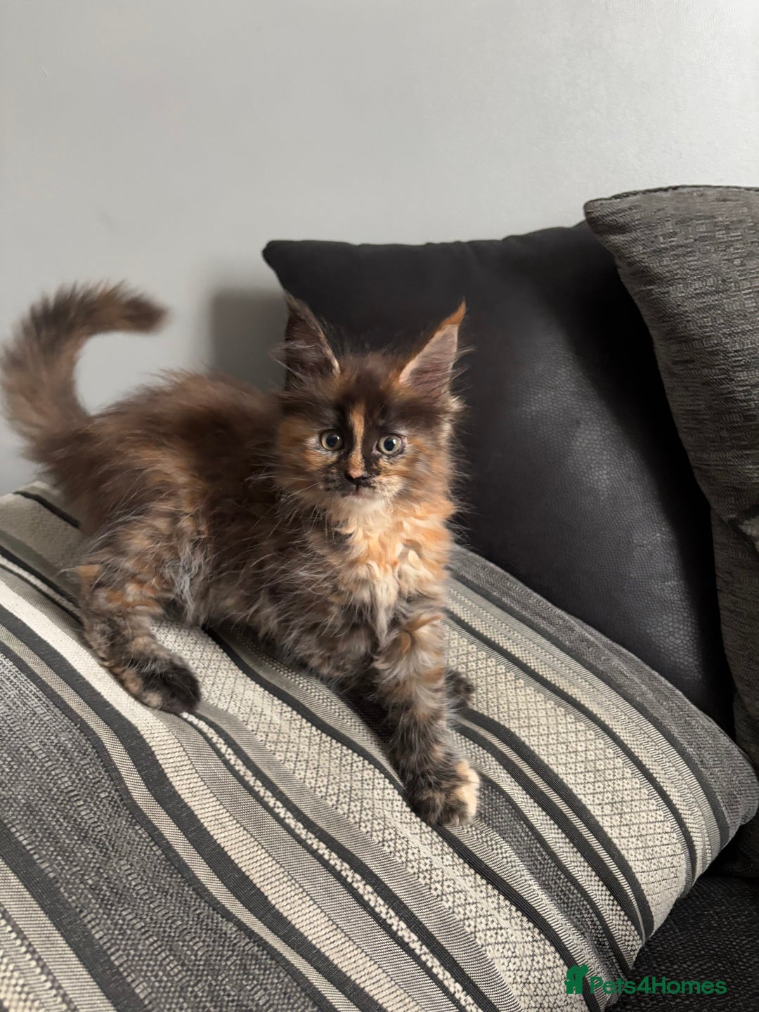 Maine Coon cats for sale: Maine coon and maine coon cross kittens ready.  - Image 8