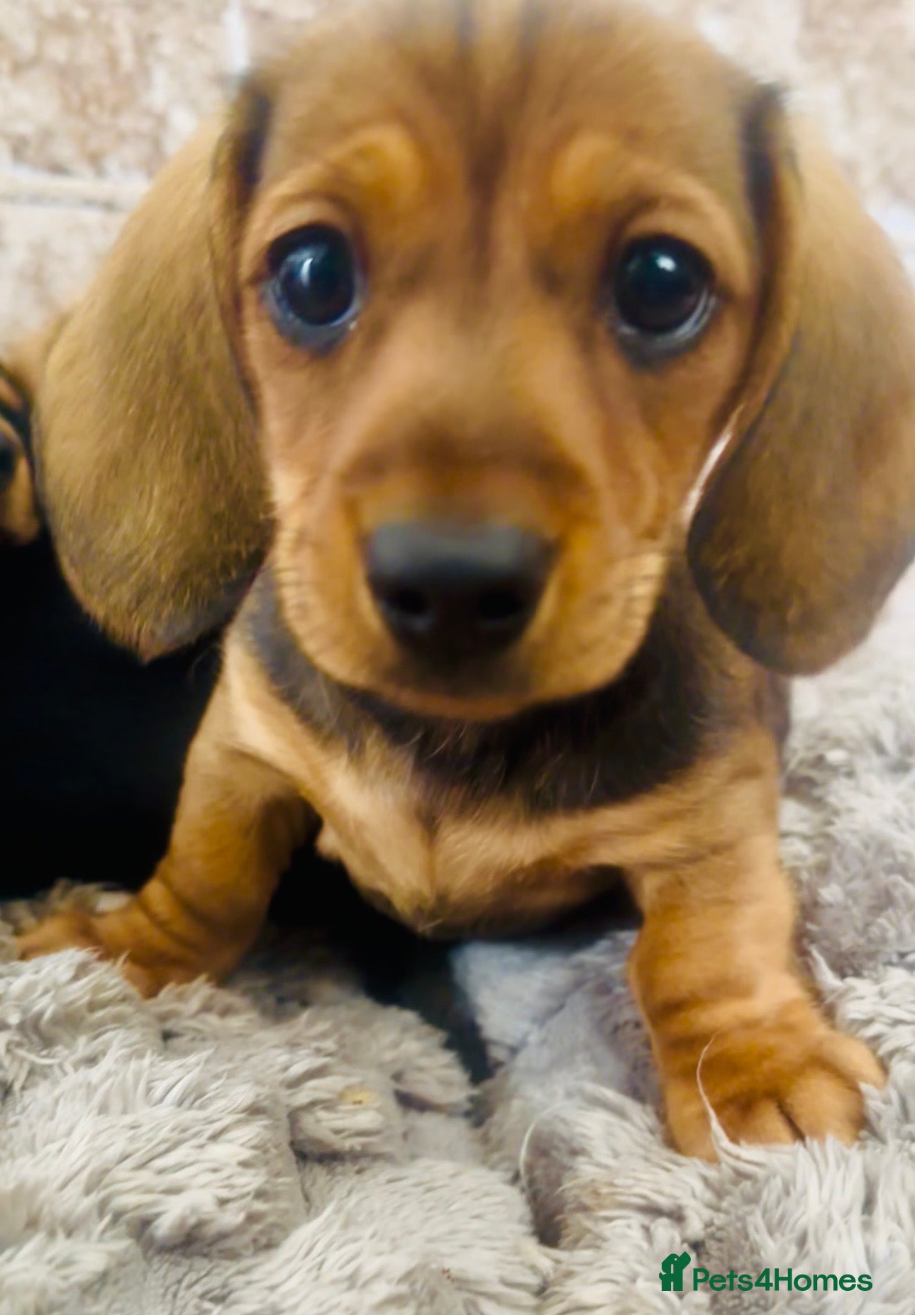 Miniature Dachshund dogs REDUCED ‼️READY NOW✅  5 stars 🌟 ✅ - Advert 6
